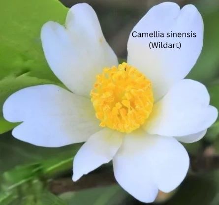 Camellia japonica weiß - Kamelie mit weißen Blüten